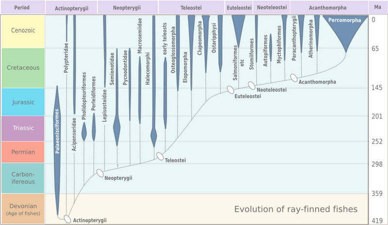 Файл:Evolution of ray-finned fish.png