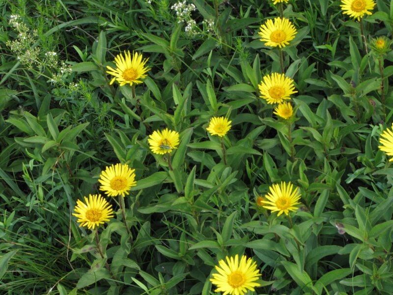 Файл:Inula hirta PID1983-4.jpg