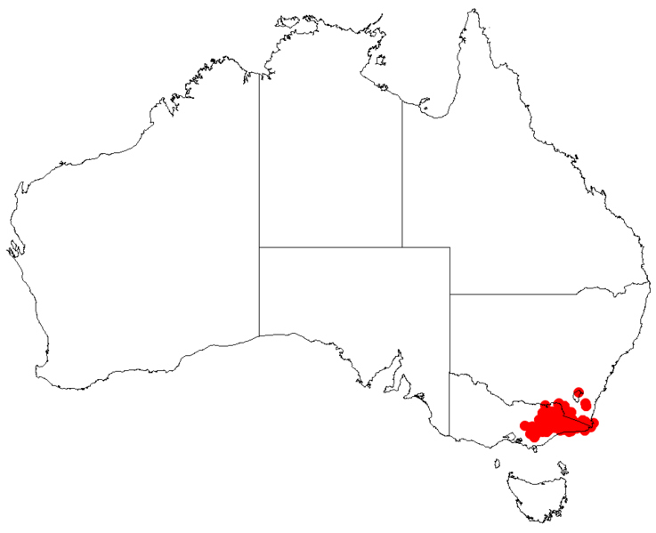 Файл:PersooniaconfertifloraDistMap16.png