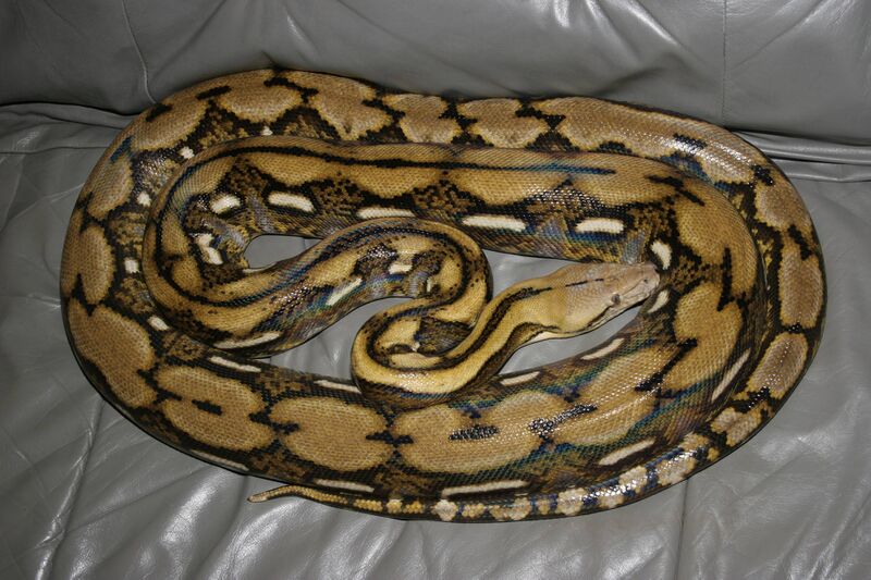 Файл:Reticulated python MP1.JPG