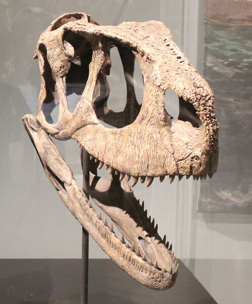 Файл:Rugops skull.jpg