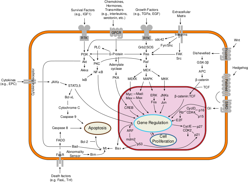 Файл:Signal transduction pathways.svg