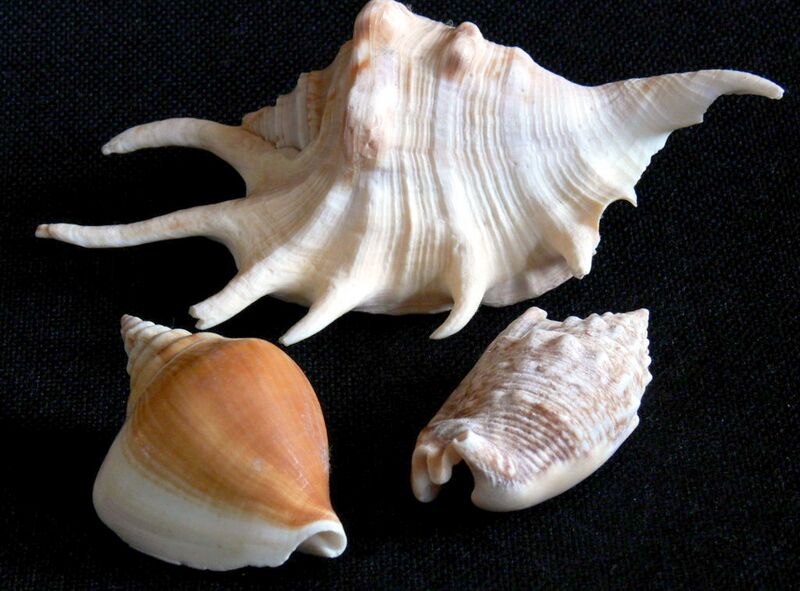 Файл:Strombidae.JPG