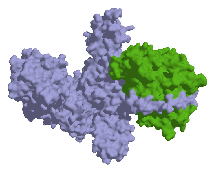 Файл:Botulinumtoxin surface 3BTA.png