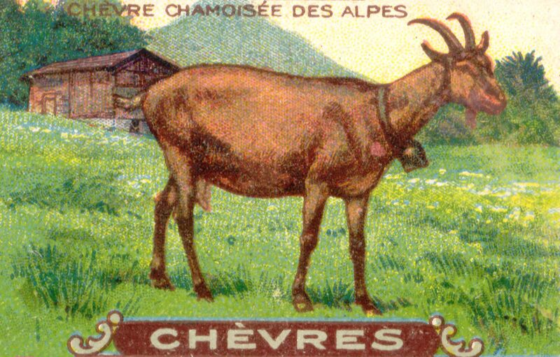 Файл:Chevres 2.jpg