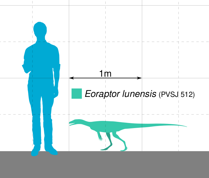 Файл:Eoraptor Scale.svg