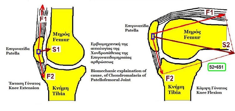 Файл:Knee Biomechanics.JPG