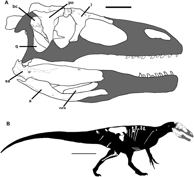 Файл:Murusraptor.PNG