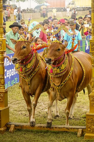 Файл:Sapi Sonok.jpg