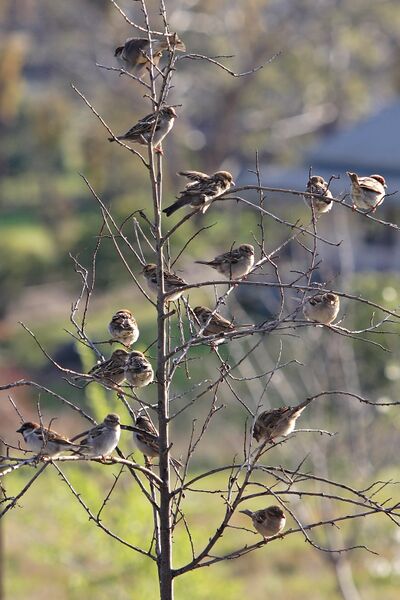 Файл:Tree of sparrows.jpg