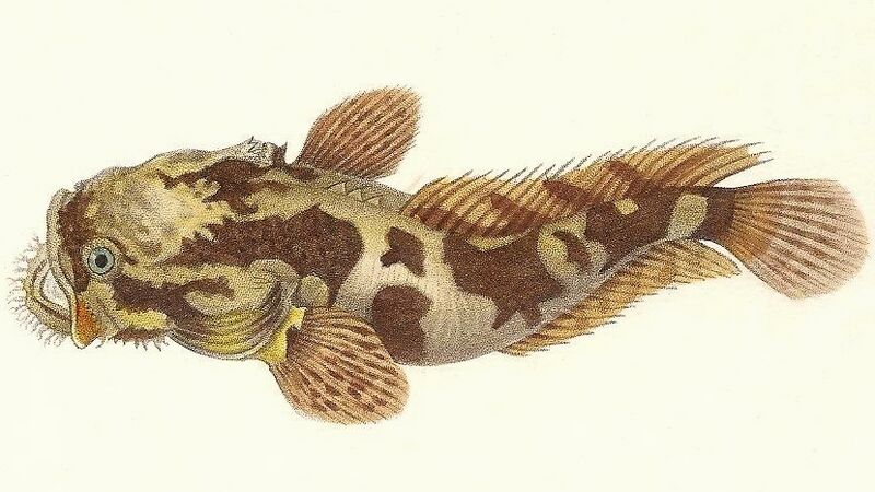 Файл:Batrichthys apiatus.jpg
