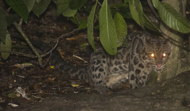 Файл:Borneo clouded leopard.jpg