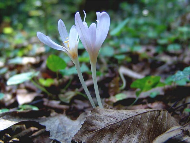 Файл:Colchicum umbrosum Stev..jpg
