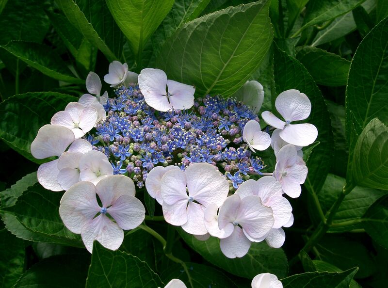 Файл:Hydrangea macrophylla f normalis2.jpg