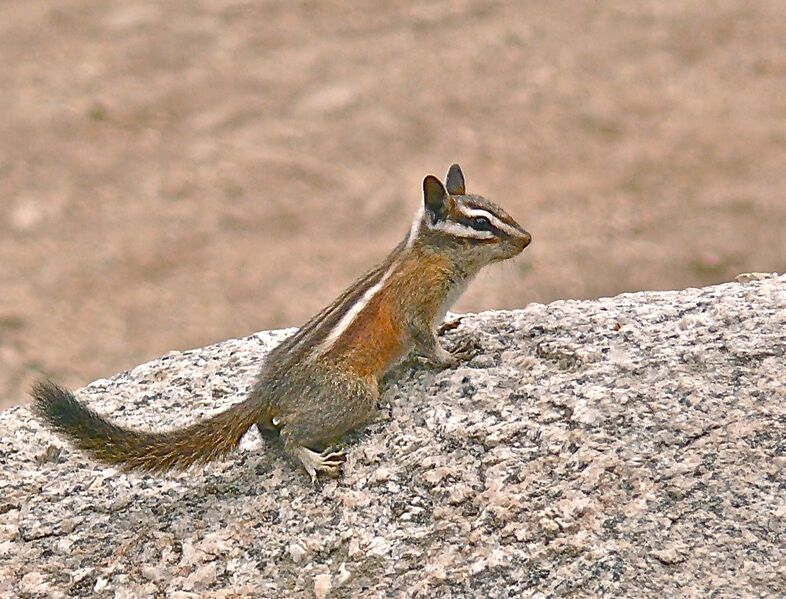 Файл:Lodgepole Chipmunk (Neotamias speciosus).jpg