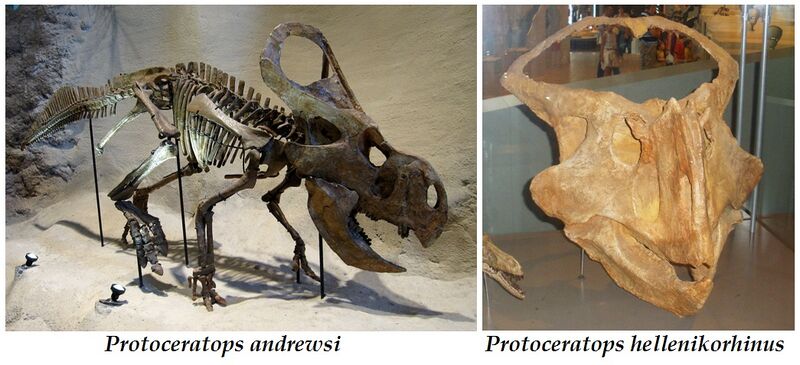 Файл:Protoceratops diversity.jpg