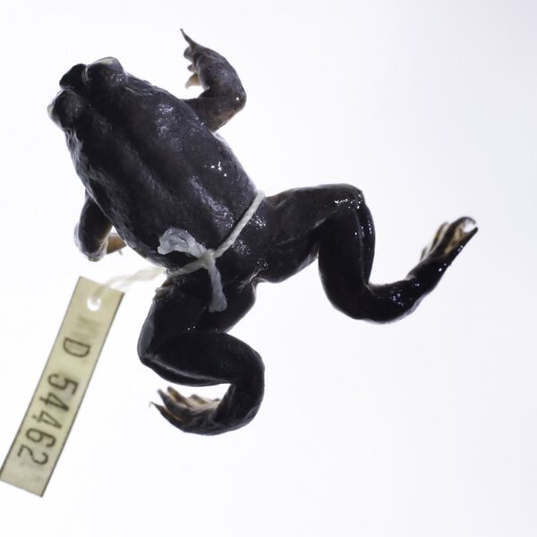 Файл:Rheobatrachus silus.jpg