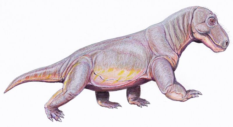 Файл:Rhopalodont12DB.jpg