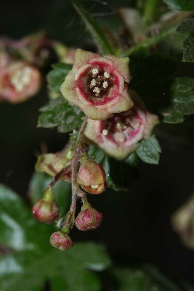 Файл:Ribes lacustre 5258.JPG
