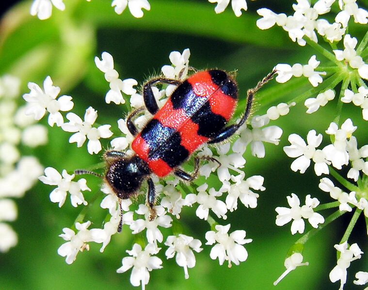 Файл:Trichodes apiarius 2.jpg