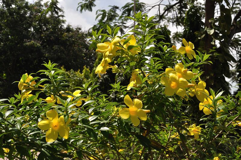 Файл:Allamanda 6590.JPG