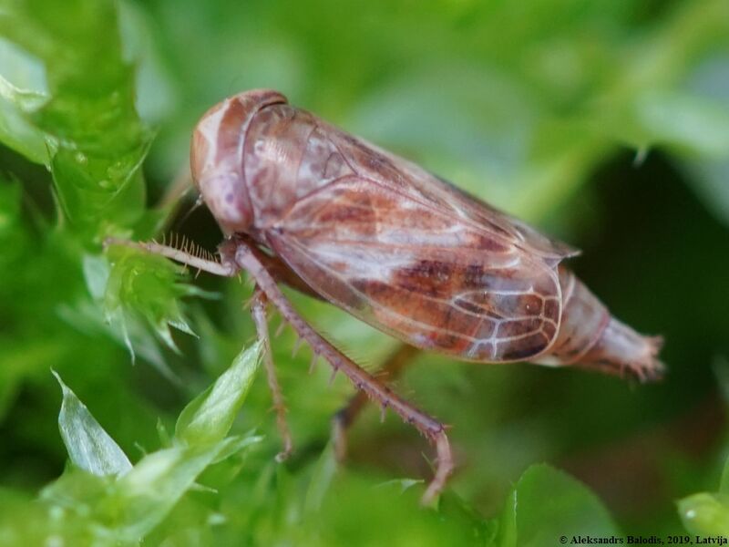 Файл:Athysanus quadrum 01.JPG