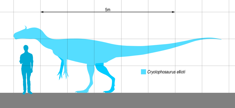 Файл:Cryolophosaurus Reflective Size Chart.svg