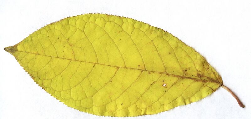 Файл:Prunus padus leaf fall colour.jpg