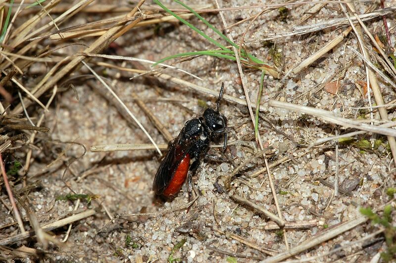 Файл:Sphecodes albilabris fg01.JPG