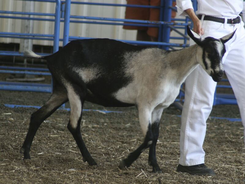 Файл:Alpine Goat.jpg