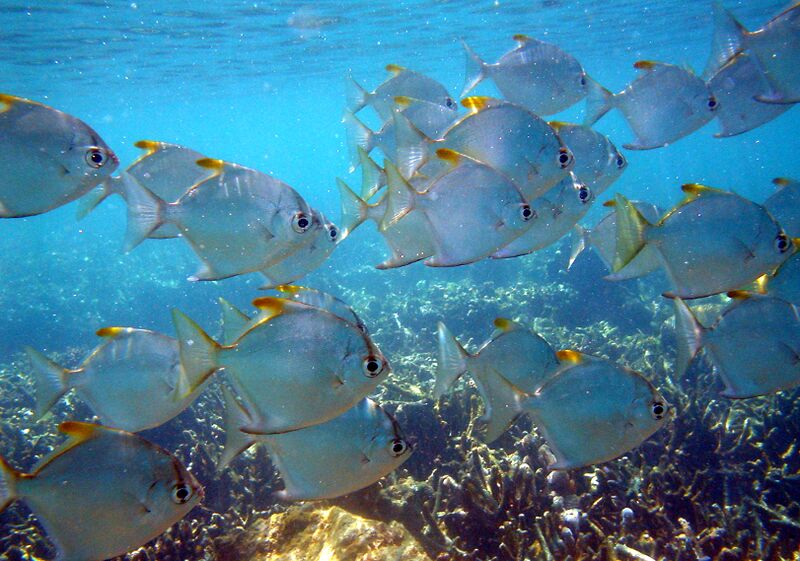 Файл:Fishes Mada.JPG