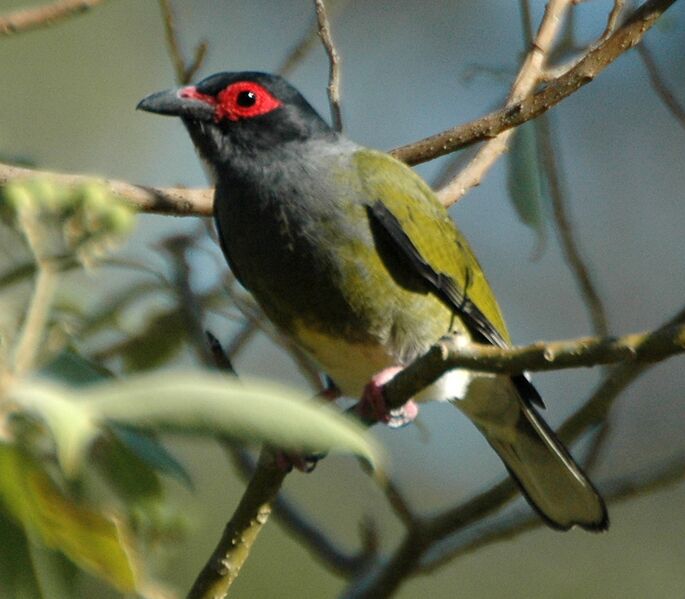 Файл:Green Figbird samcem.JPG