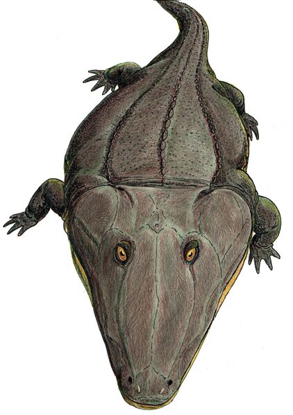 Файл:Mastodonsaurus3.jpg