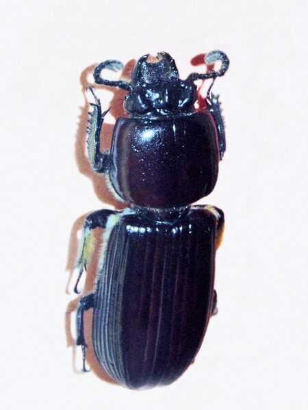 Файл:Passalidae - Passalus interruptus.jpg