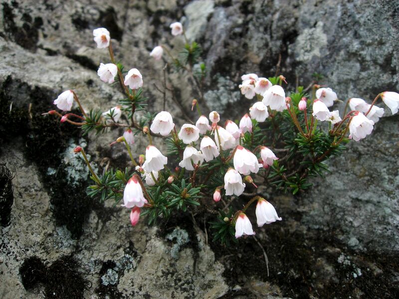 Файл:Phyllodoce nipponica 1.JPG