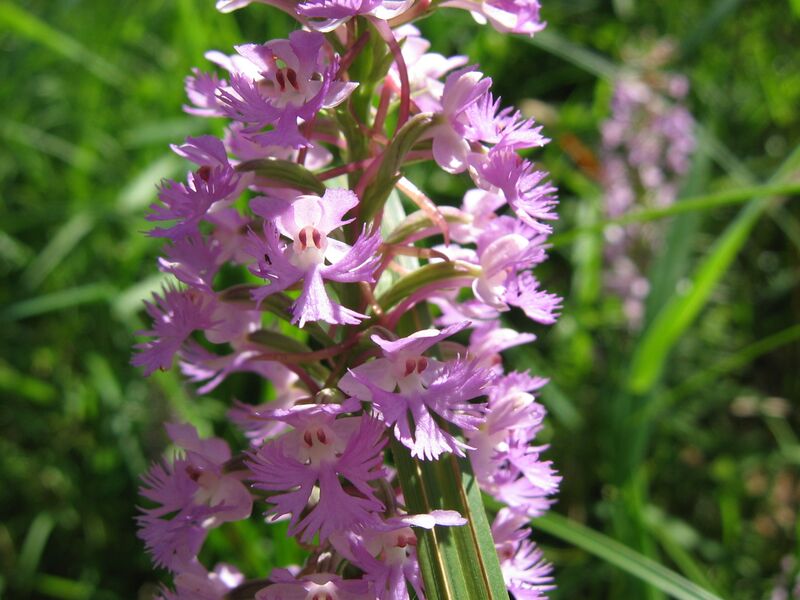 Файл:Platanthera psycodes.jpg