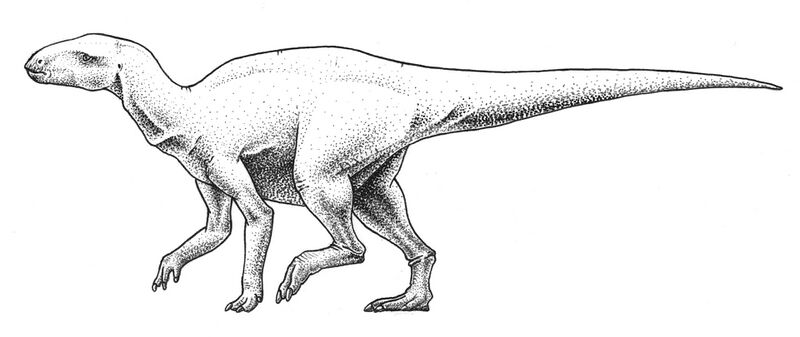 Файл:Rhabdodonpriscus.jpg