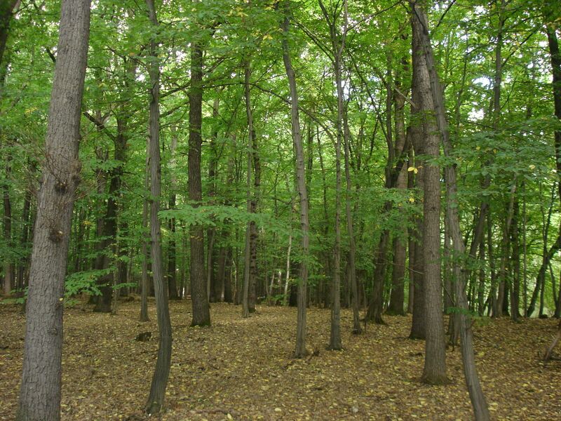 Файл:Žernov 2.JPG