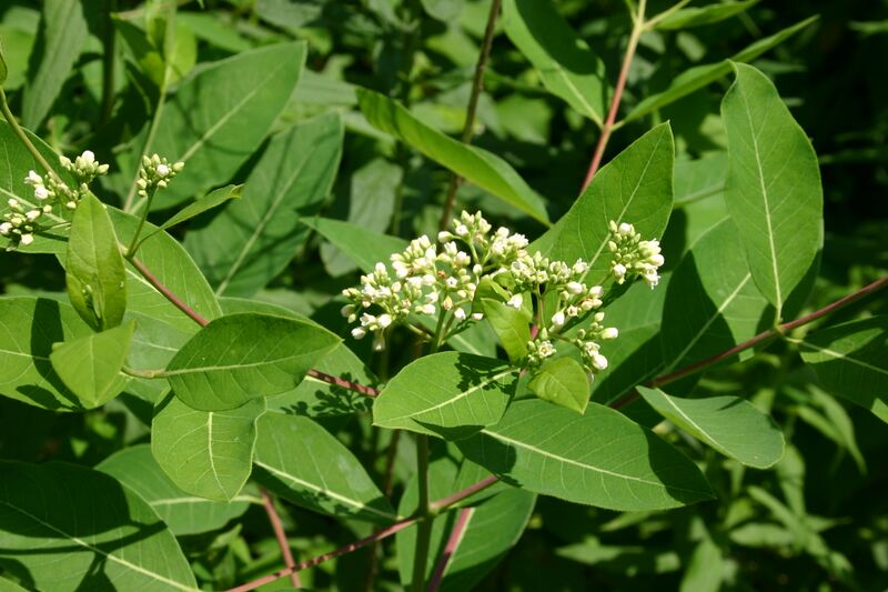 Файл:Apocynum cannabinum 6801.JPG