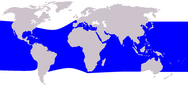 Файл:Cetacea range map Rough-toothed Dolphin.PNG