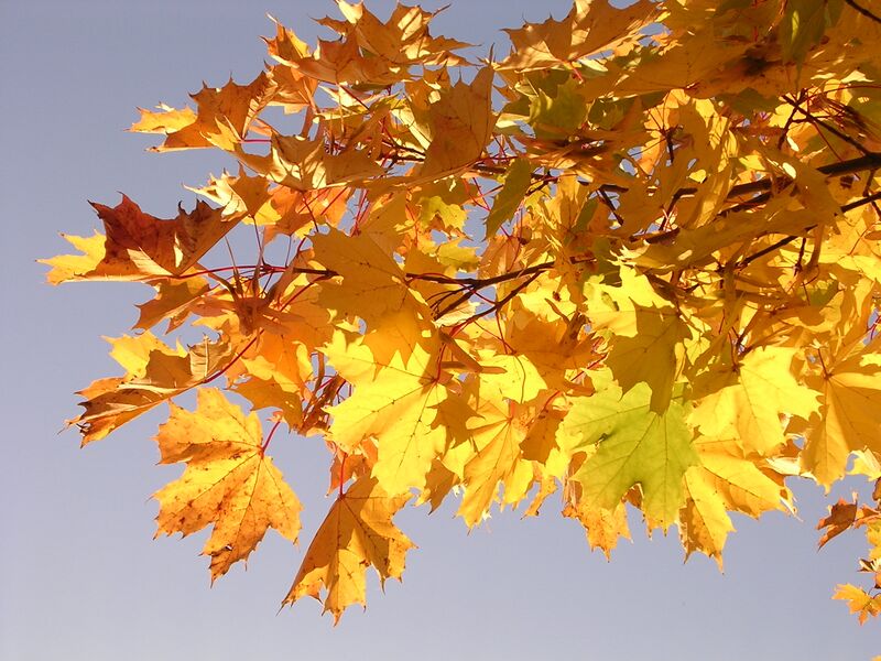 Файл:Maple-oliv2.jpg