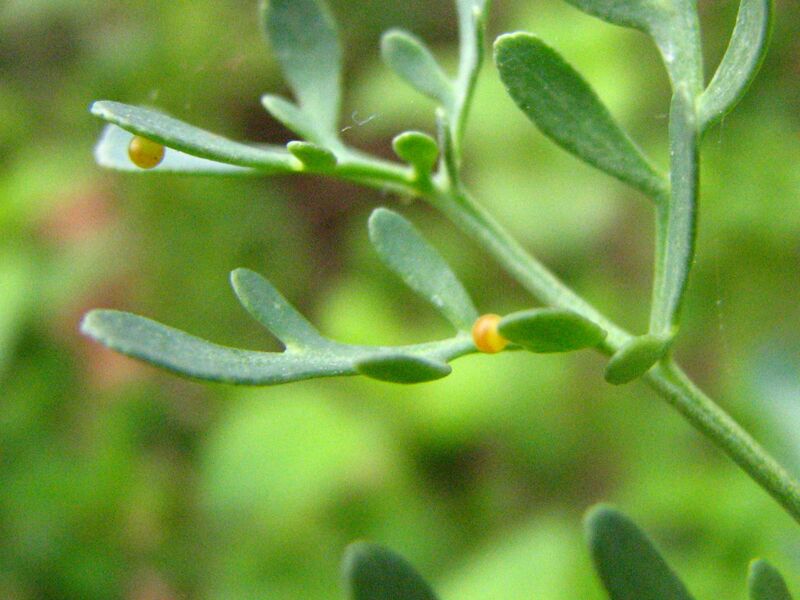 Файл:Papilio machaon egg.JPG