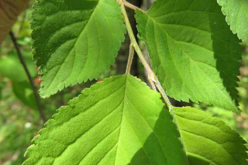 Файл:Prunus maximowiczii 3.JPG