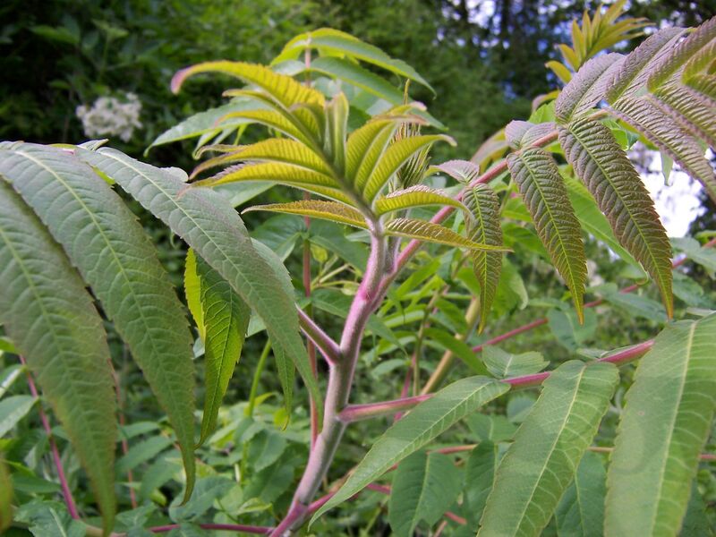 Файл:Rhus typhina.JPG