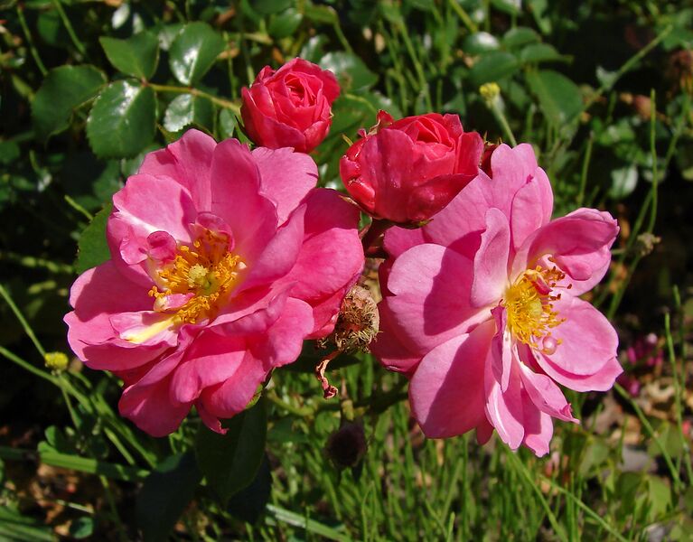 Файл:Rosa Magic Meidiland.jpg