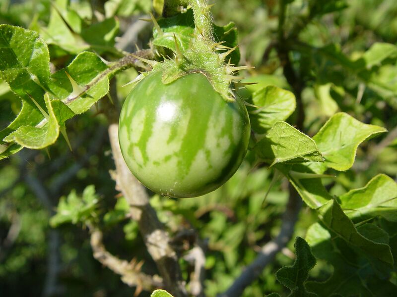 Файл:Solanum sodomeum.JPG
