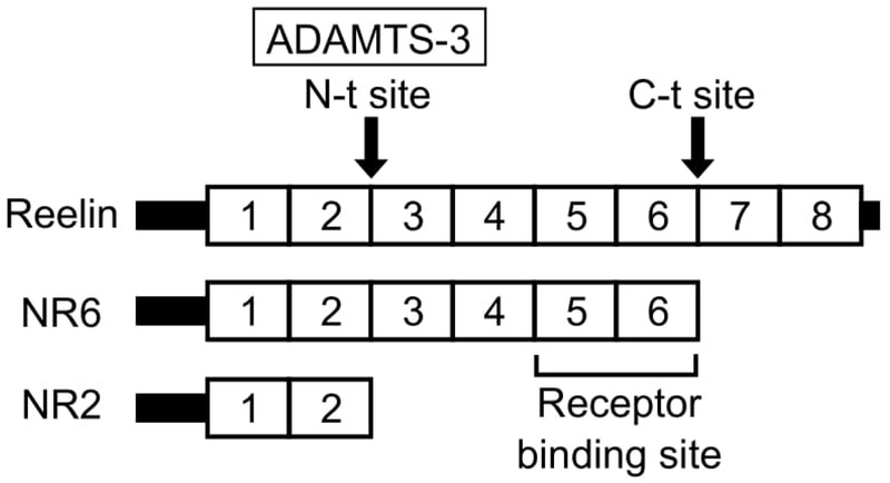 Файл:ADAMTS3 proteolytic processing of Reelin.webp