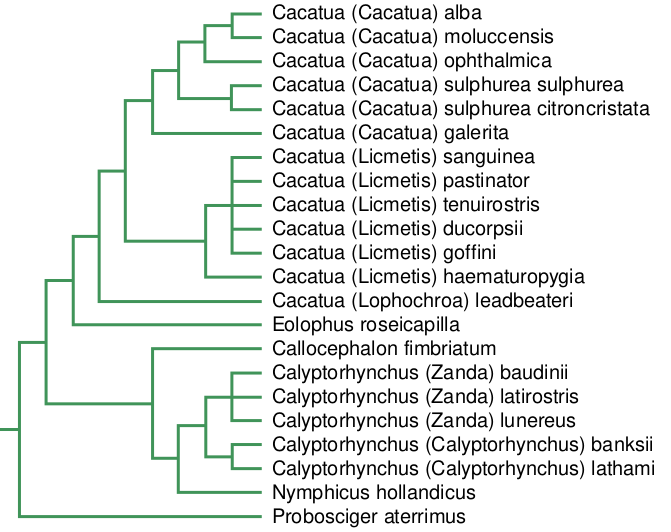 Файл:Cacatuidae phylogeny tree.svg