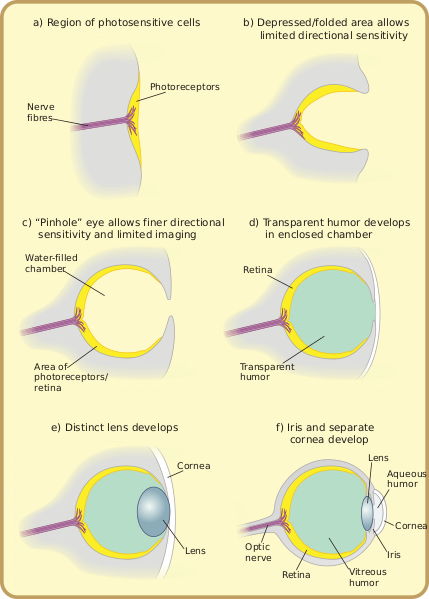 Файл:Diagram of eye evolution.svg