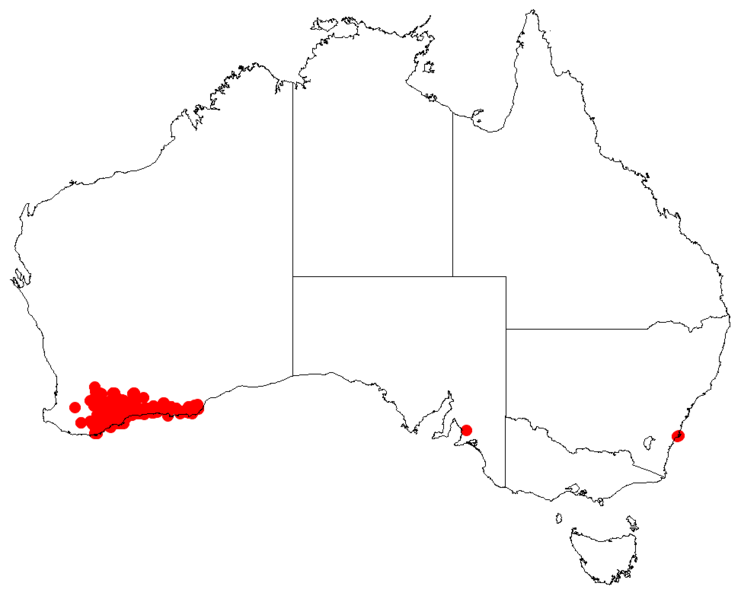 Файл:Hakea pandanicarpaDistMap103.png